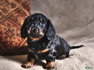 Miniature Dachshund dogs for sale: Dawn - Ad 2