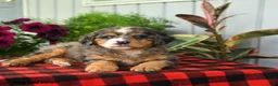 Mini Bernedoodle dogs for sale: Rain - Ad 5