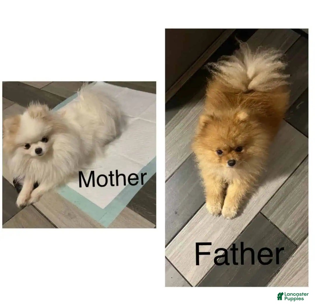 Pomeranian dogs for sale: Pomeranian Puppy 1 - Ad 5