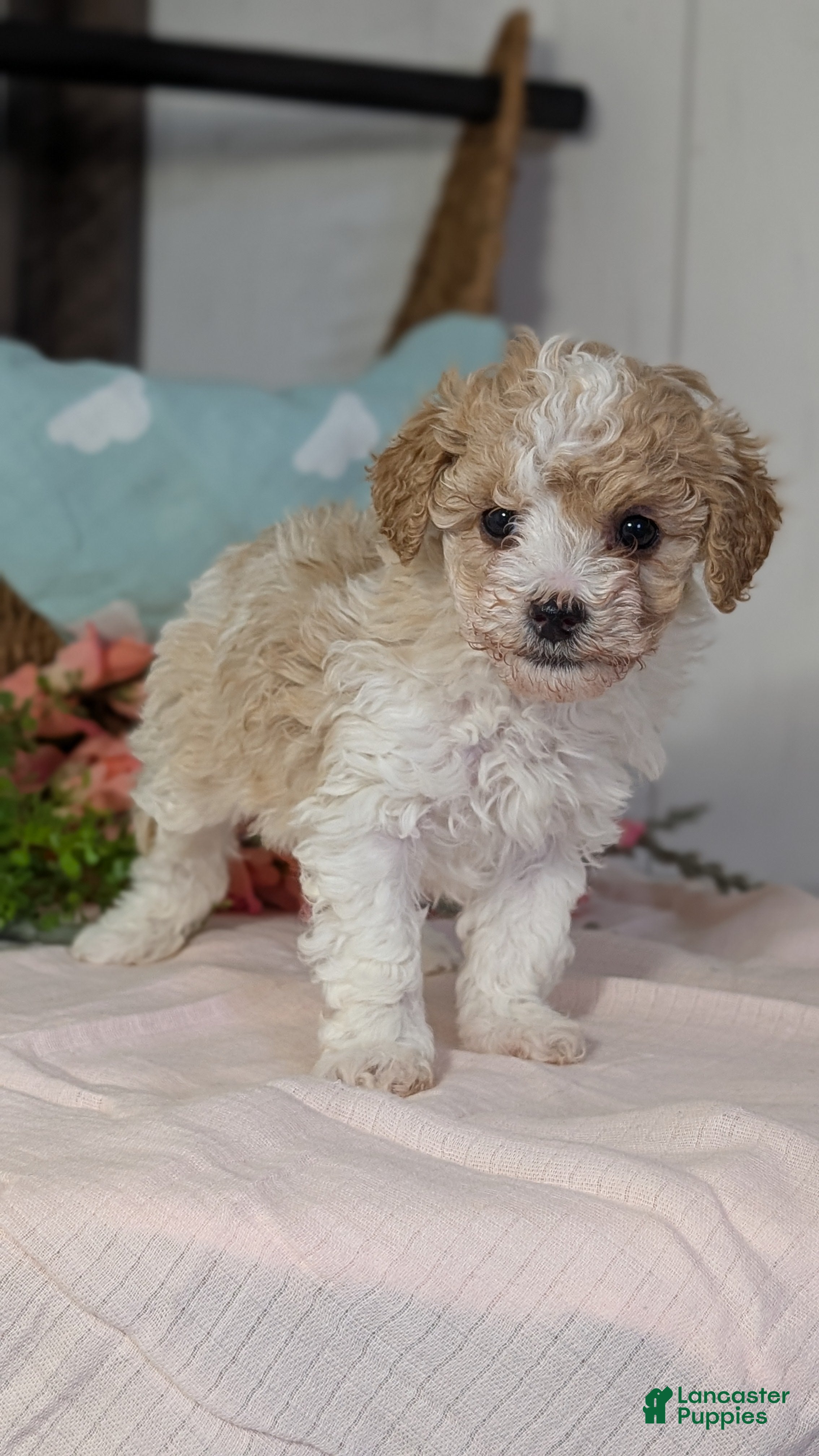 Miniature Poodle dogs Zoey - Ad 8
