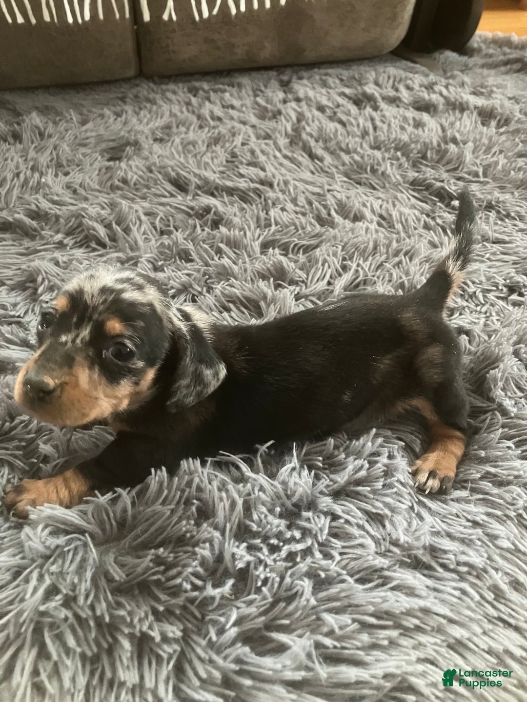 Miniature Dachshund dogs for sale: AKC Julianna - Ad 2