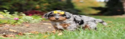 Mini Bernedoodle dogs for sale: Billie - Ad 6