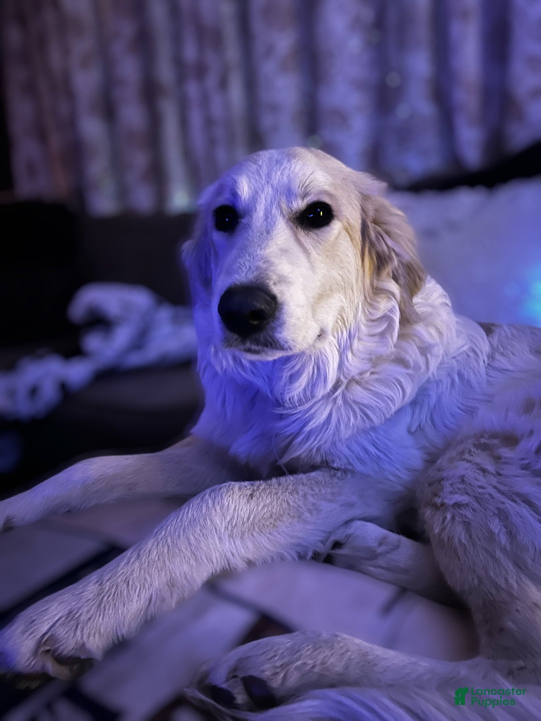 Mixed Breed dogs for sale: Hannah - Ad 9