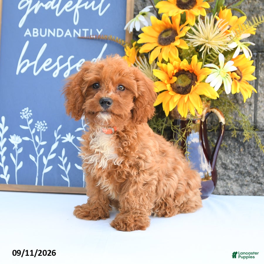 Cavapoo dogs Lennon - Ad 1