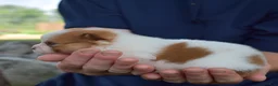 Pomeranian dogs for sale: Dill - Ad 6