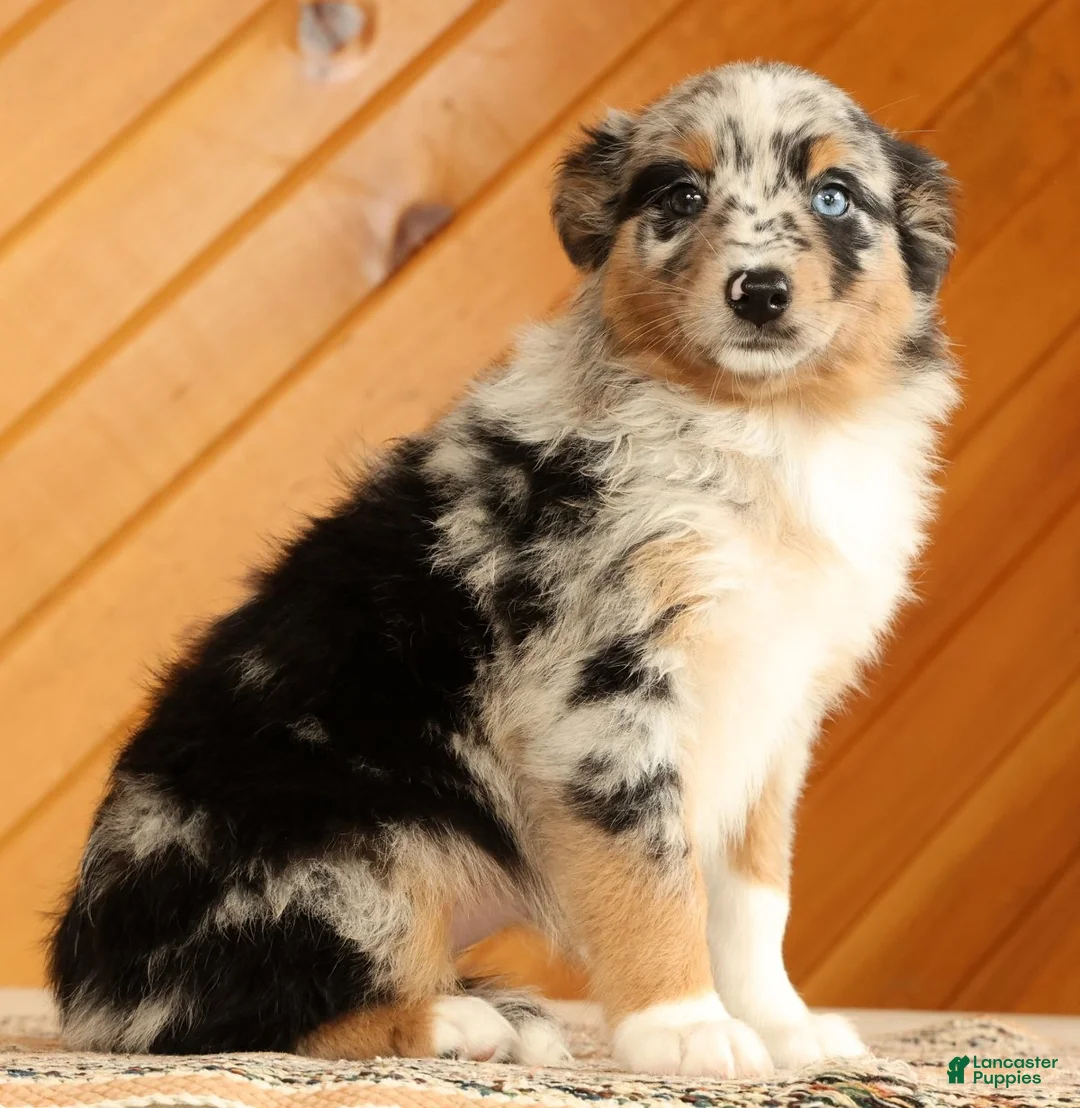 Australian Shepherd dogs for sale: Barbara - Ad 2
