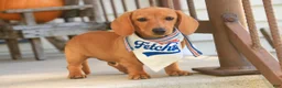 Miniature Dachshund dogs for sale: Clifford Miniature Dachshund  - Ad 3