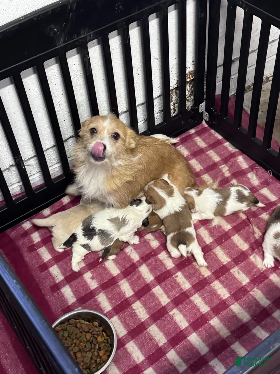 Mixed Breed dogs for sale: Mixed Breed 1 - Ad 5
