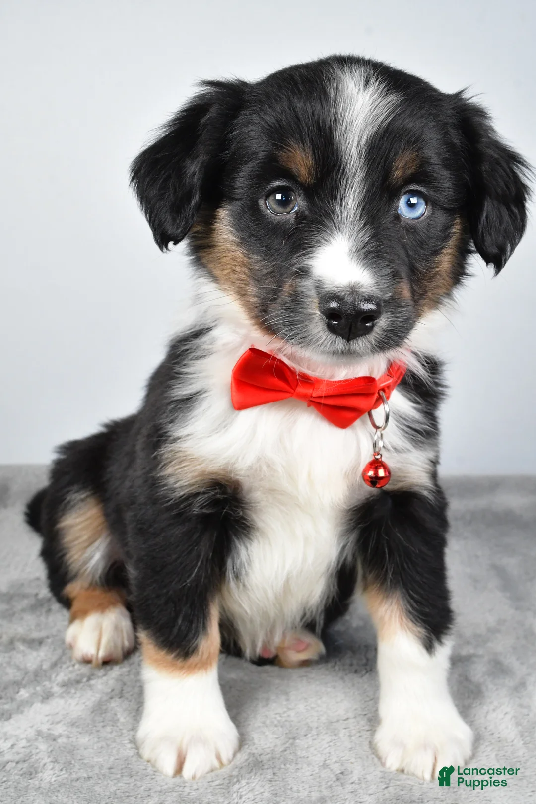 Miniature Australian Shepherd dogs for sale: Rocky - Ad 6