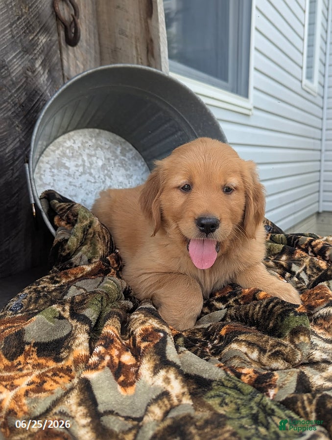 Golden Retriever dogs Asher - Ad 1