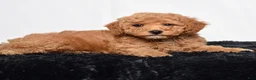 Mini Goldendoodle dogs for sale: River - Ad 4