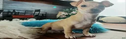Chihuahua dogs for sale: Nationwide delivery. Popcorn boy green - Ad 2