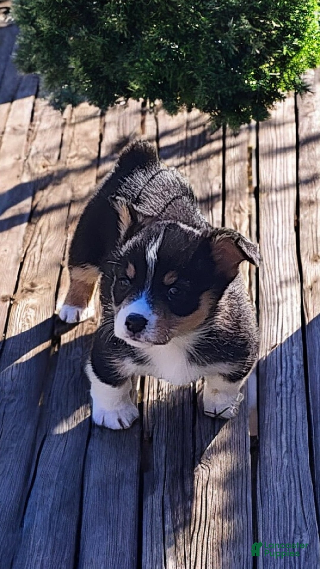 Welsh Corgi Pembroke dogs for sale: Donny  - Ad 4