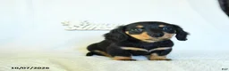 Miniature Dachshund dogs for sale: Caleb - Ad 5