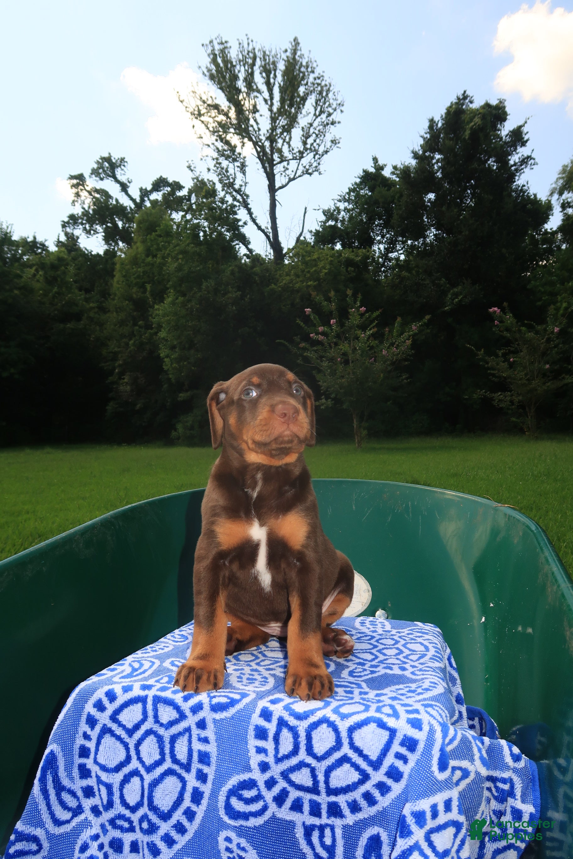 Mixed Breed dogs Maple - Ad 2