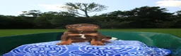 Mixed Breed dogs for sale: Maple - Ad 2