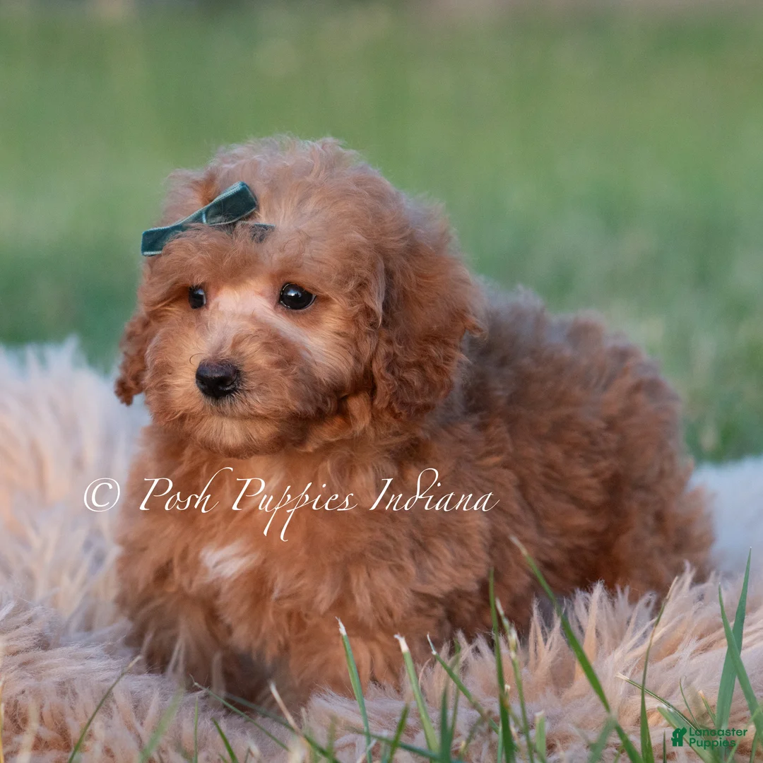 Maltipoo dogs for sale: Churro F1B - Ad 2