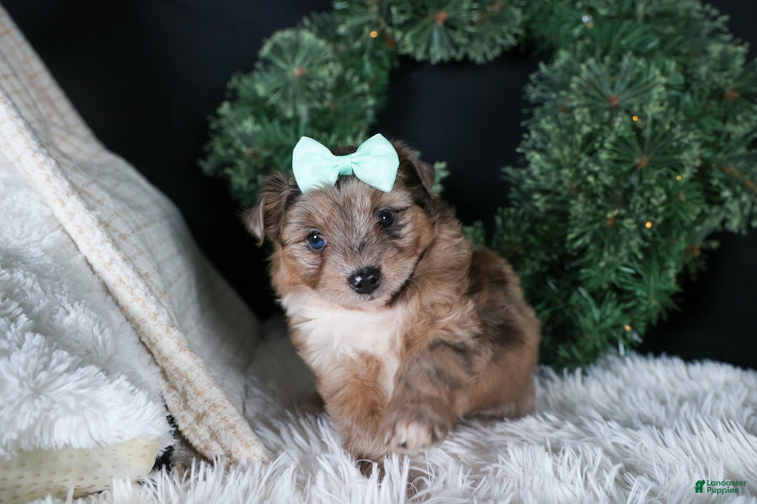 Mini Aussiedoodle dogs for sale: Gunner - Ad 10