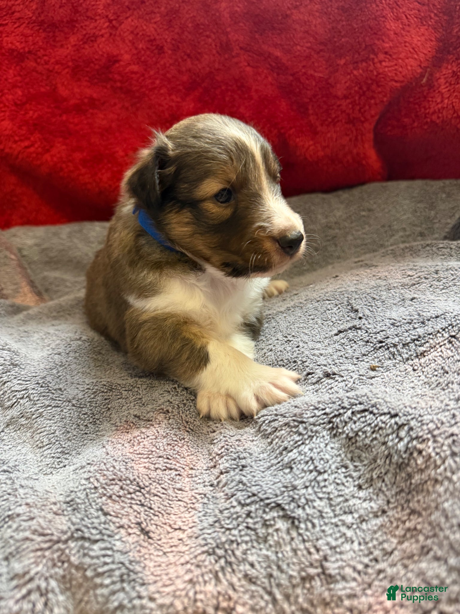 Shetland Sheepdog dogs Phoebe - Ad 27