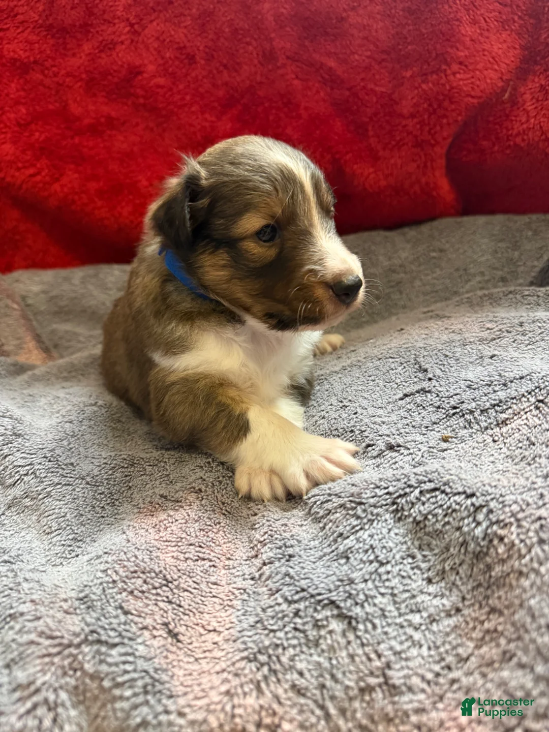 Shetland Sheepdog dogs for sale: Phoebe - Ad 1