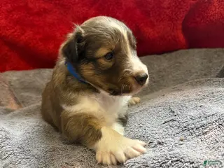 Shetland Sheepdog dogs Phoebe - Ad 27
