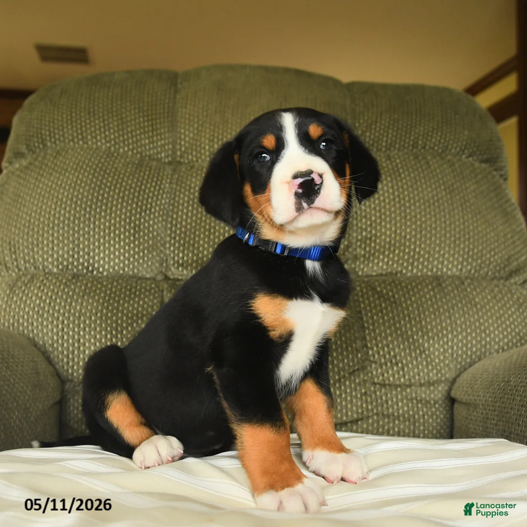 Greater Swiss Mountain Dog dogs for sale: Calvin - Ad 1