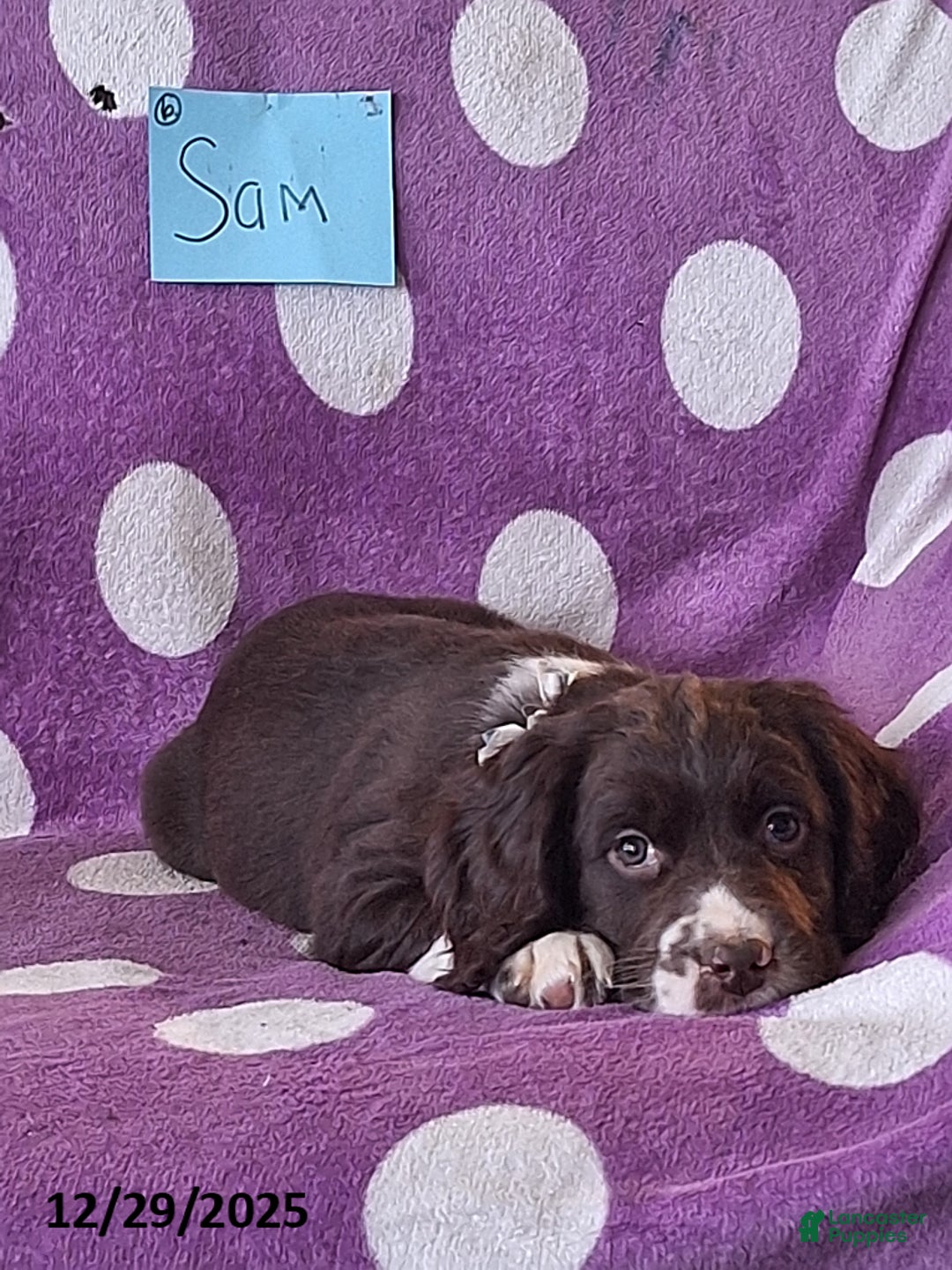 English Springer Spaniel dogs for sale: Sam - Ad 6