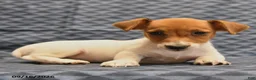 Jack Russell Terrier dogs for sale: Lily - Ad 2