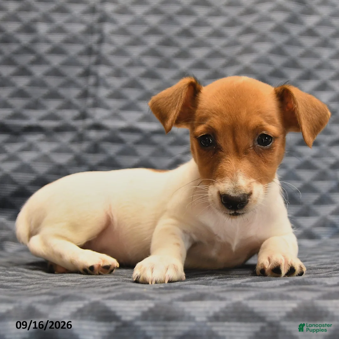 Jack Russell Terrier dogs for sale: Lily - Ad 2