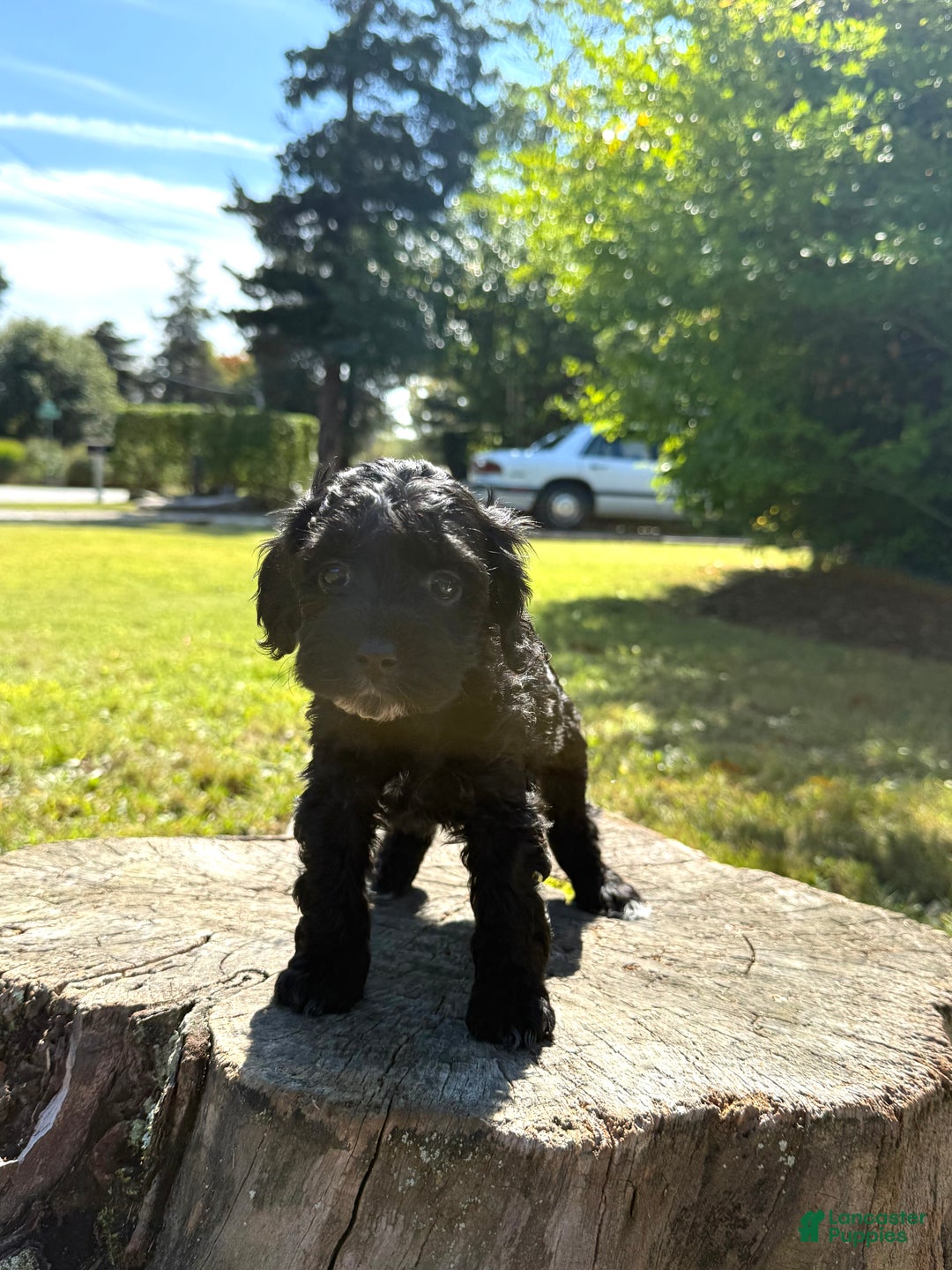 Cockapoo dogs for sale: Gabby - Ad 1
