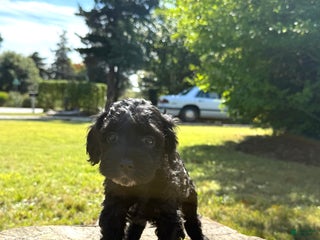 Cockapoo dogs Gabby - Ad 27