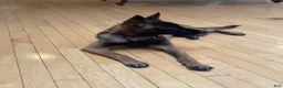 Belgian Malinois dogs for sale: Belgian Malinois 1 - Ad 3
