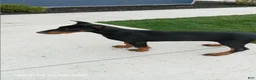 Doberman Pinscher dogs for sale: Misty Von Jett - Ad 2