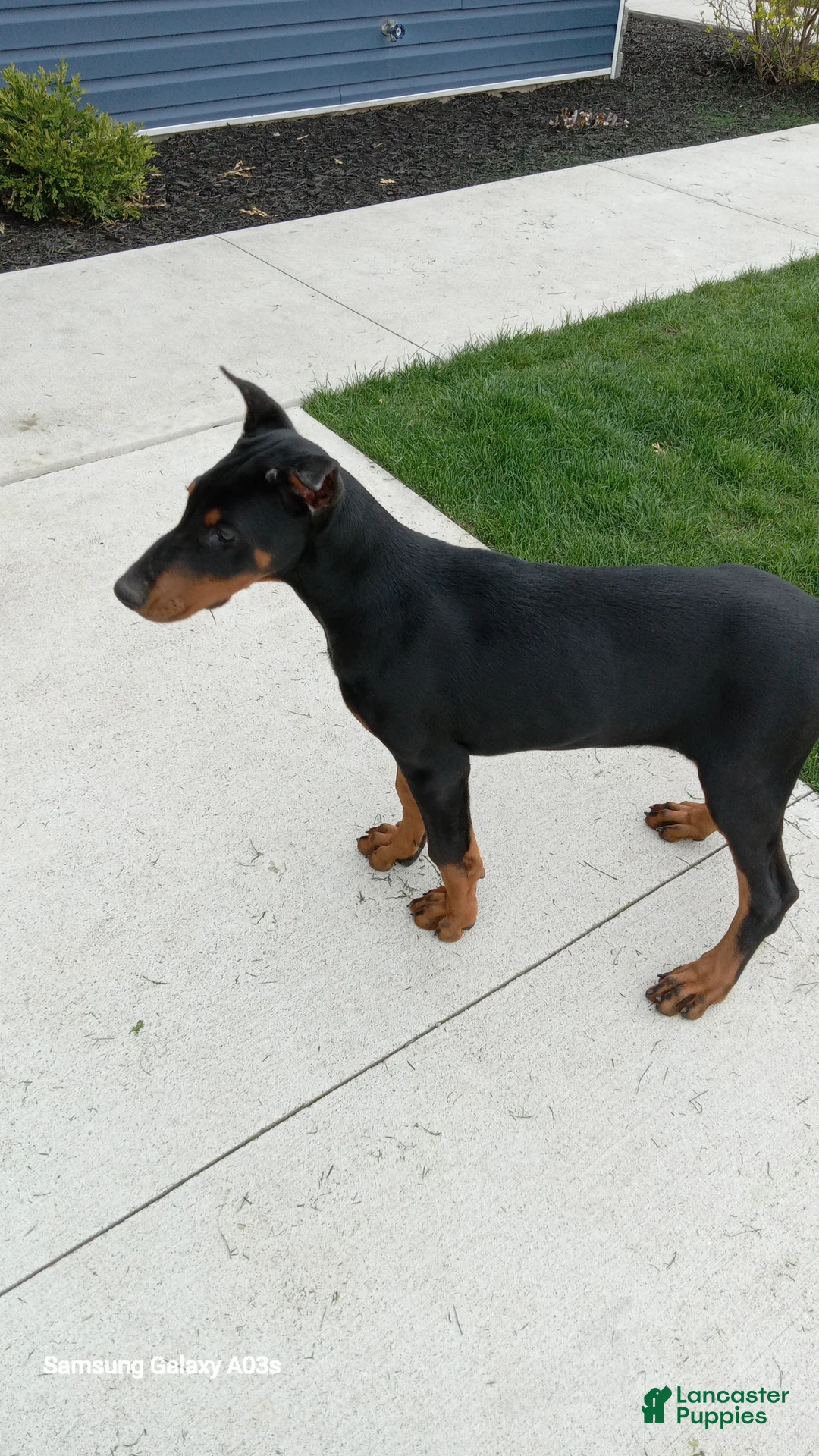 Doberman Pinscher dogs for sale: Misty Von Jett - Ad 2