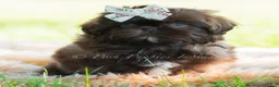Shih Tzu dogs for sale: Astoria - Ad 5