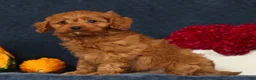 Cavapoo dogs for sale: Pluto - Ad 6