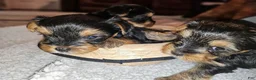 Yorkshire Terrier dogs for sale: Max - Ad 16