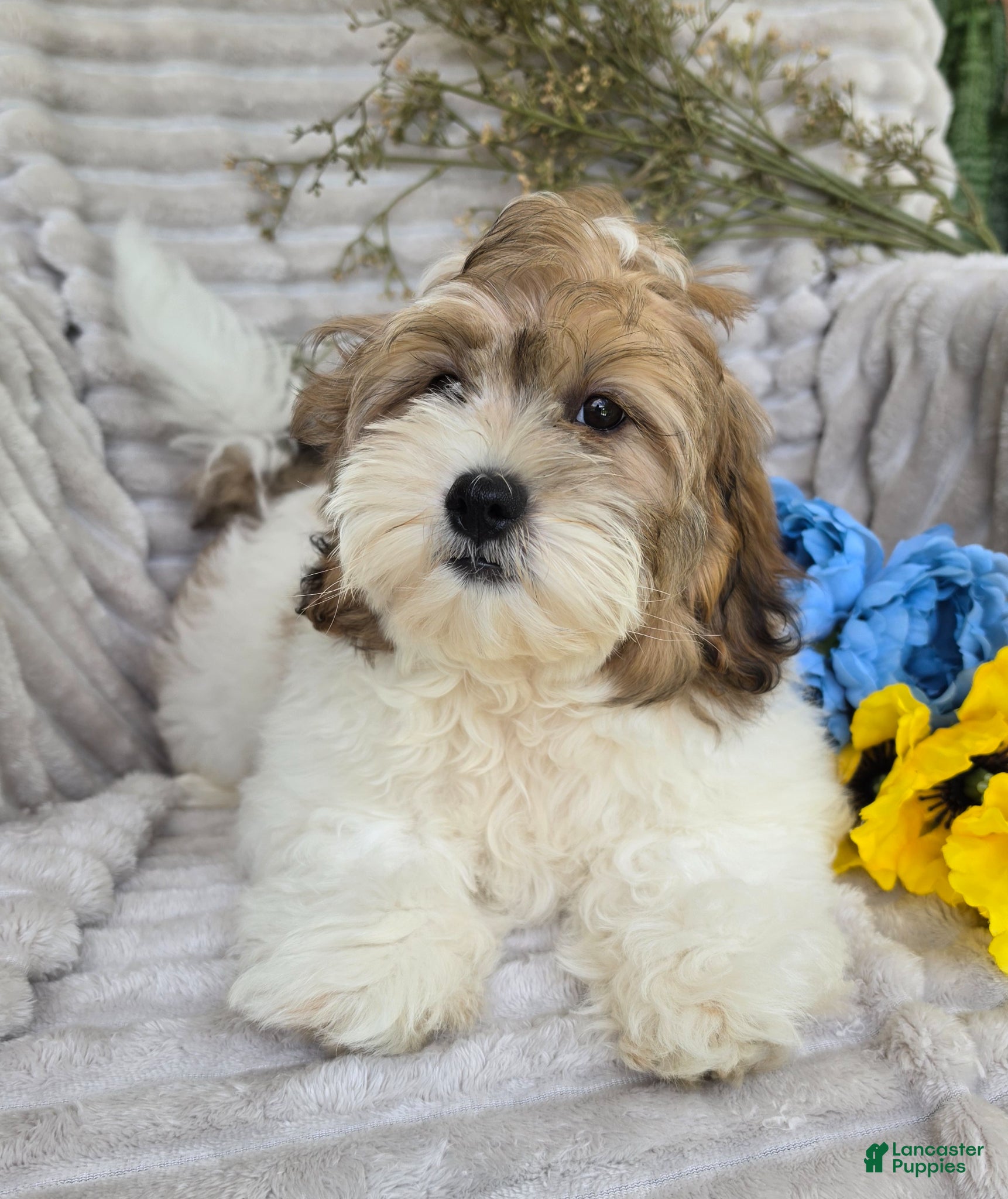 Shihpoo dogs Sparky - Ad 2