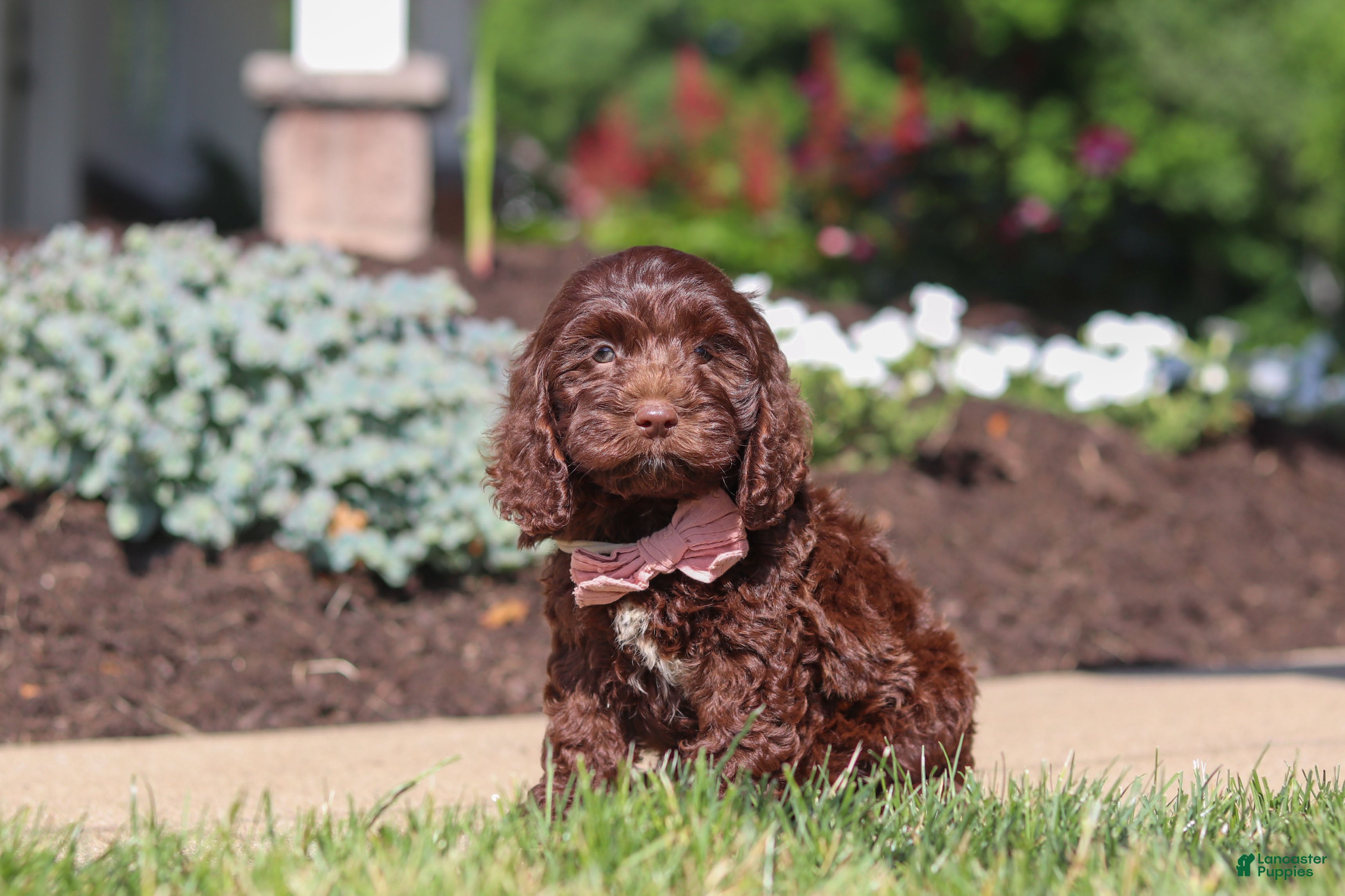 Cockapoo dogs Casey - Ad 1
