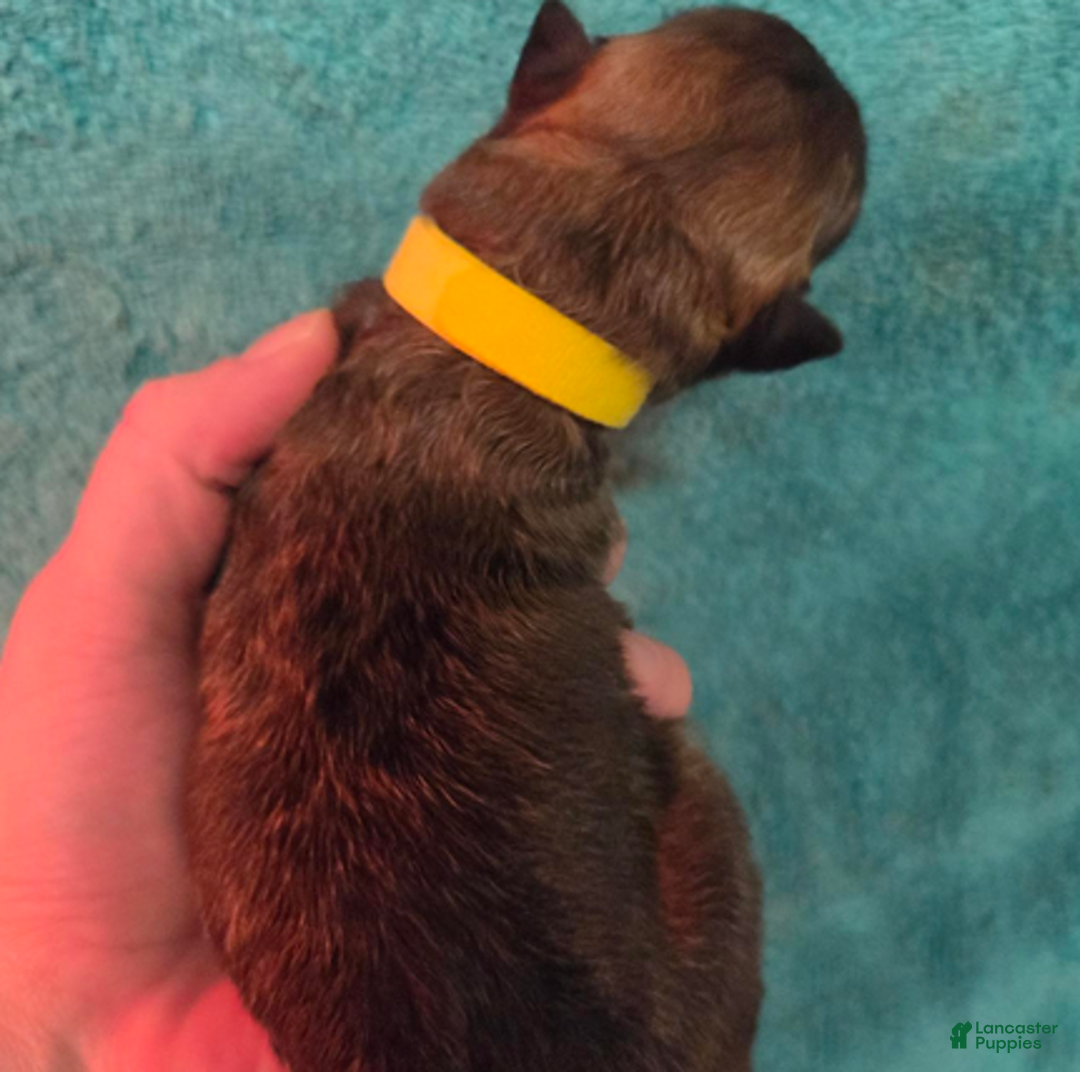 German Shepherd dogs for sale: Yellow Collar Girl - Ad 4