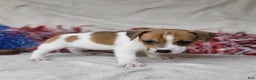 Jack Russell Terrier dogs for sale: FIDGET of Westfork  - Ad 2