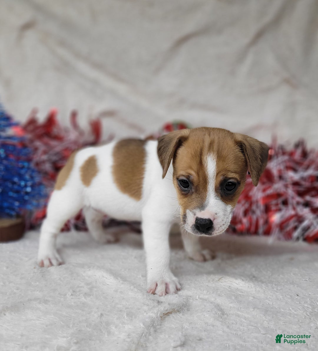 Jack Russell Terrier dogs for sale: FIDGET of Westfork  - Ad 2