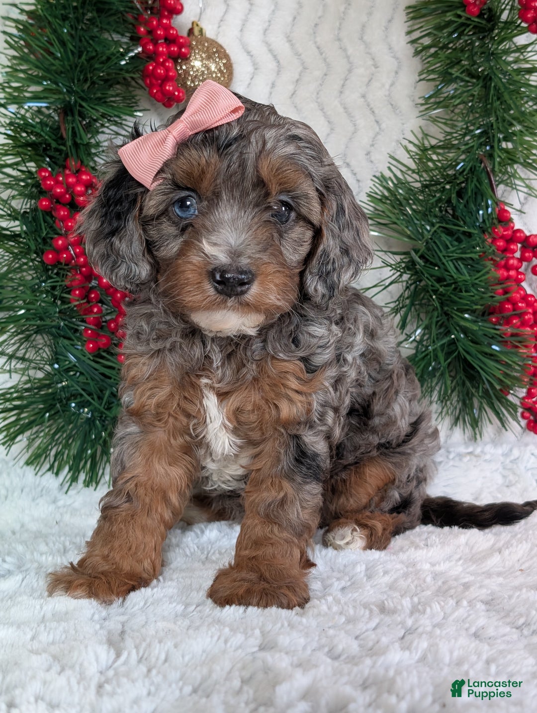Cavapoo dogs for sale: Abby  - Ad 1