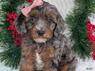 Cavapoo dogs Abby - Ad 14