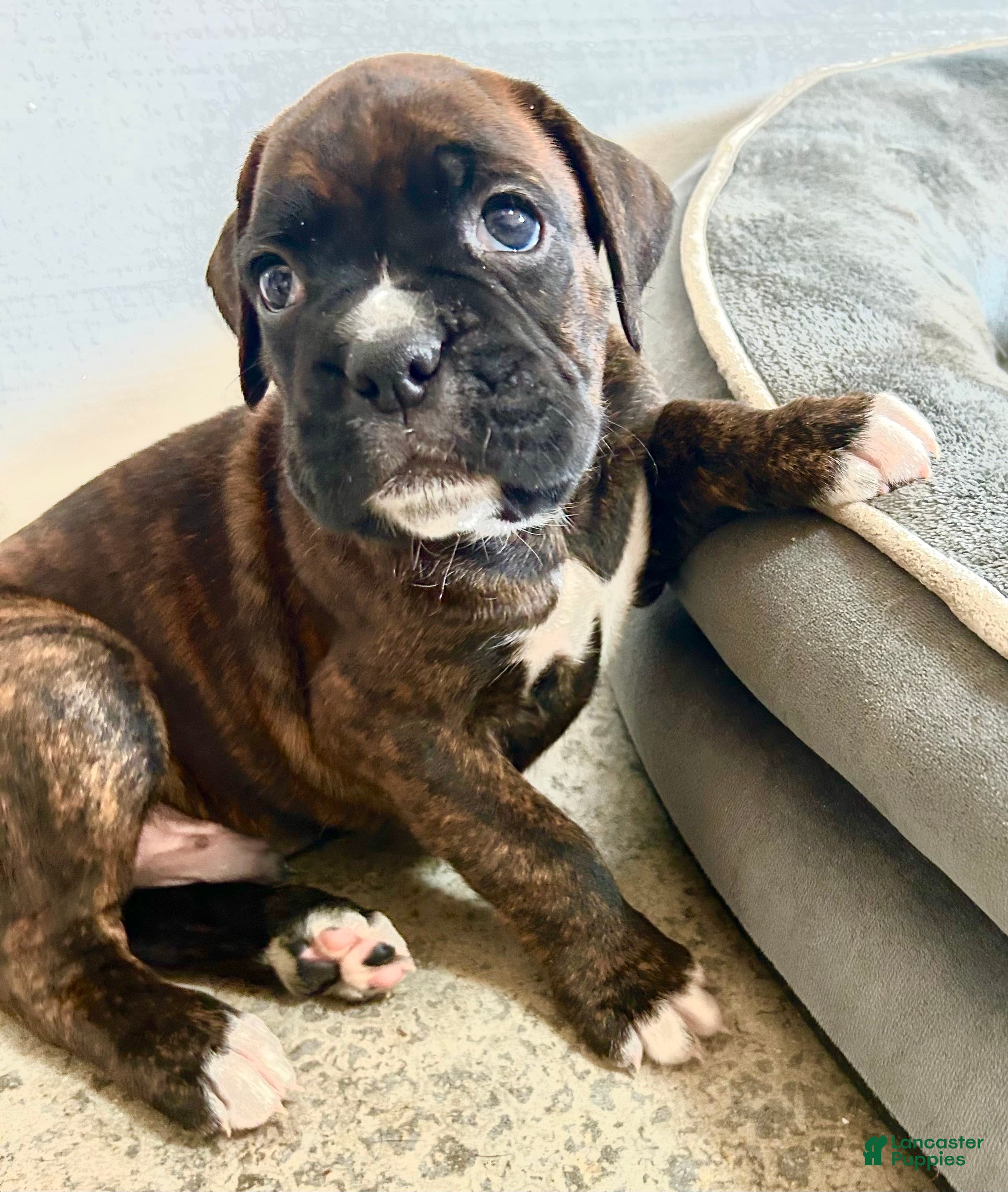 Boxer dogs Boxer 2 - Ad 20
