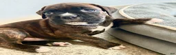 Boxer dogs for sale: Boxer 2 - Ad 1