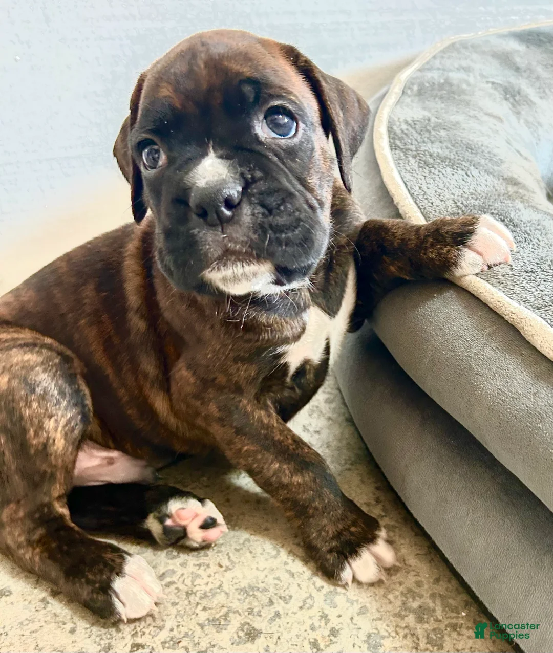 Boxer dogs for sale: Boxer 2 - Ad 1