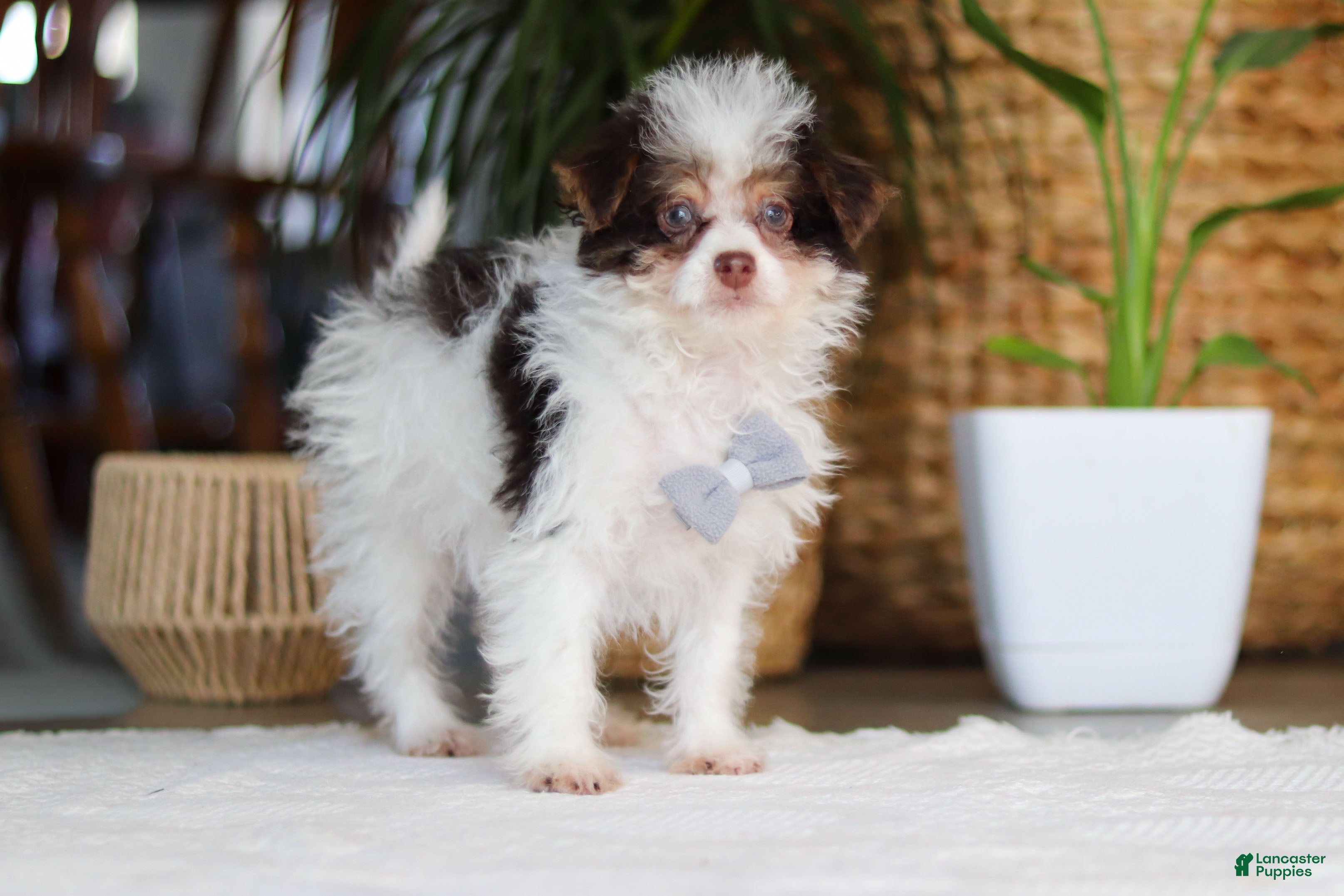 Yorkiepoo dogs Rocco - Ad 2