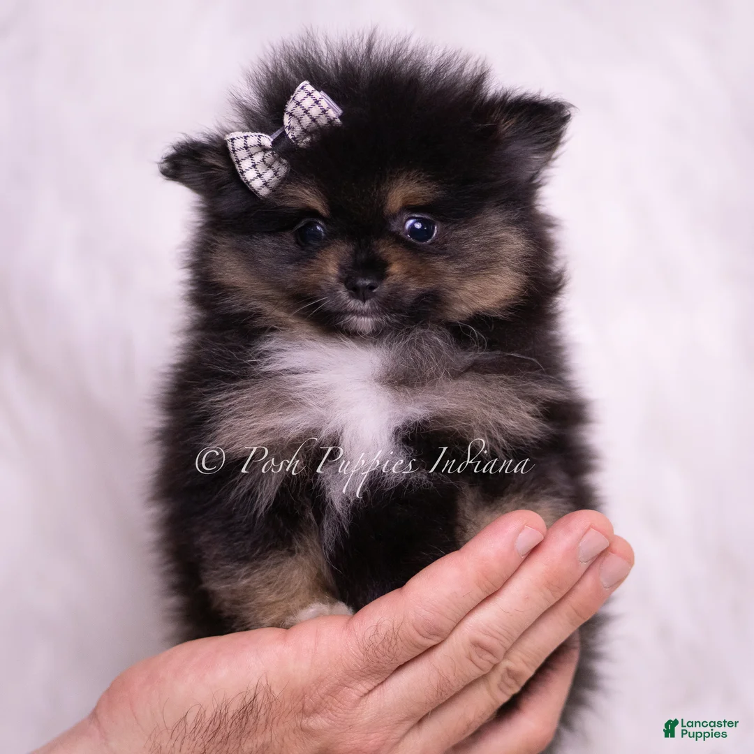 Pomeranian dogs for sale: Enzo - Ad 7