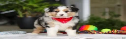 Australian Shepherd dogs for sale: Dreamer - Ad 1